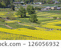 Landscape with rape blossoms 126056932