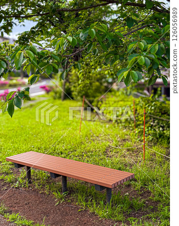 A bench under the shade of a tree gives a sense of peace 126056989