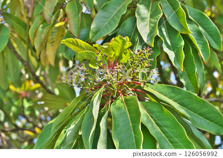 Pistil of Yuzureha (female flower) (spring, May) 126056992