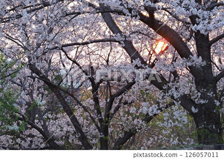 公園裡的日落和櫻花 126057011