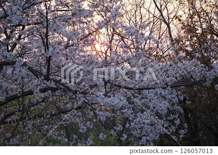 日落和櫻花盛開 126057013