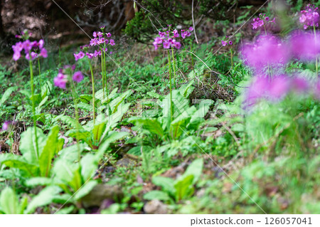 兵庫縣丹波市市島町靜靜綻放的“Kurinsou” 兵庫縣丹波市市島町靜靜綻放的“Kurinsou” 126057041
