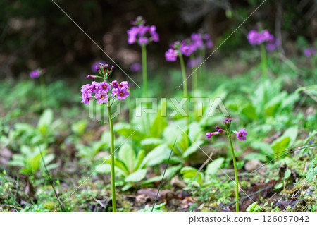 兵庫縣丹波市市島町靜靜綻放的“Kurinsou” 兵庫縣丹波市市島町靜靜綻放的“Kurinsou” 126057042