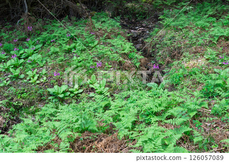 The quietly growing Kurinsou blooming in Ichijimacho, Tanba City, Hyogo Prefecture The quietly growing Kurinsou blooming in Ichijimacho, Tanba City, Hyogo Prefecture 126057089