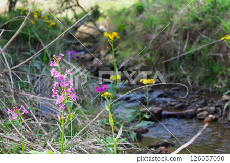 The quietly growing Kurinsou blooming in Ichijimacho, Tanba City, Hyogo Prefecture 126057090