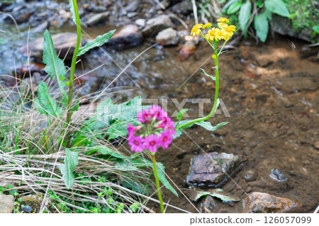 The quietly growing Kurinsou blooming in Ichijimacho, Tanba City, Hyogo Prefecture 126057099