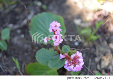 粉紅色的花朵 粉紅色的花朵 126057124