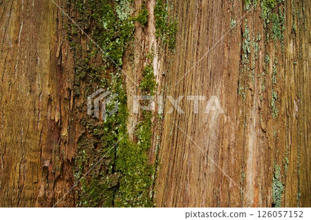Vertically cracked tree trunk texture. Close-up. 126057152