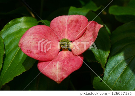 Red flower with four petals 126057185
