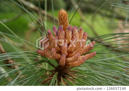 Young pine tree for background uses. Mexican blue pine. Young pine tree for background uses. Mexican blue pine. 126057190