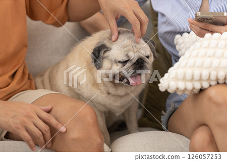 Two people relax on a couch while petting happy pug in cozy living room during leisurely afternoon. Two people relax on a couch while petting happy pug in cozy living room during leisurely afternoon. 126057253