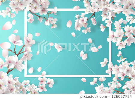cherry blossoms and petals with a white frame on a turquoise background 126057734