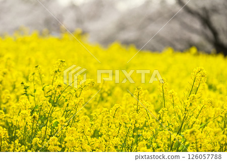 Rape blossoms 126057788