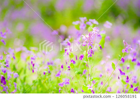 紫色花朵背景素材 紫色花朵背景素材 126058191