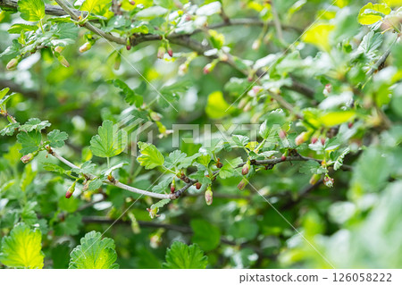 Unripe berries and green leaves growing on branch of gooseberry shrub. Natural plant background. 126058222