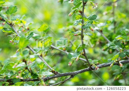 Close Up of Gooseberry Branch with Green Leaves and Small Bud. Natural Background for Garden and Nature Blog. 126058223