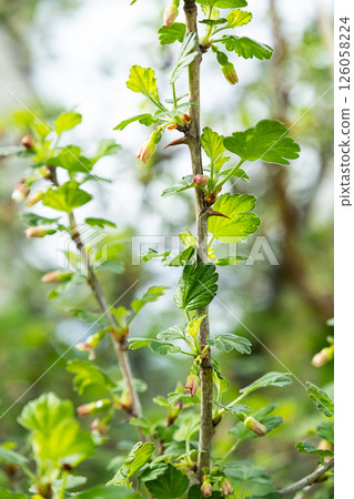 Young Green Leaves and Buds on Gooseberry Bush in Springtime. Garden Plant in Spring Growth. 126058224