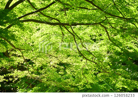 Fresh green eco Fresh green eco 126058233