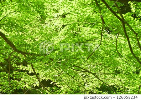 Fresh green eco Fresh green eco 126058234