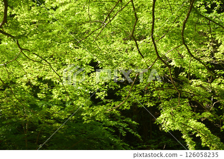 Fresh green eco 126058235