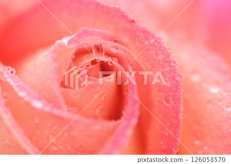 Rose wet with rain Rose wet with rain 126058570