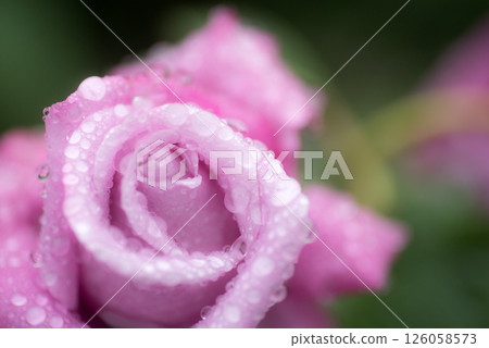 Rose wet with rain 126058573
