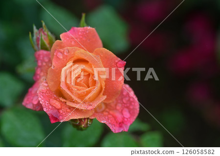 Rose wet with rain Rose wet with rain 126058582
