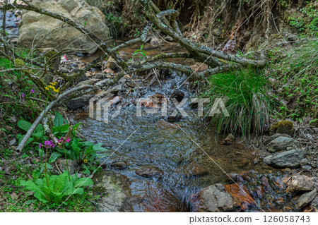 Cowslip flowers blooming quietly in Ichijimacho, Tamba City, Hyogo Prefecture 126058743