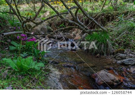 Cowslip flowers blooming quietly in Ichijimacho, Tamba City, Hyogo Prefecture 126058744