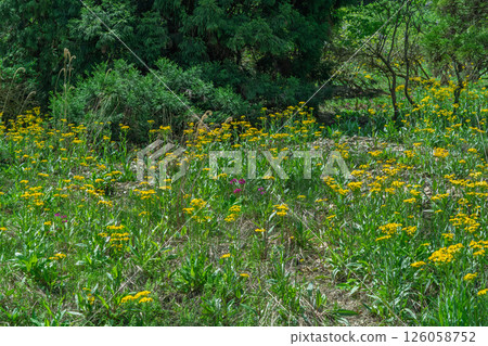 Cowslip flowers blooming quietly in Ichijimacho, Tamba City, Hyogo Prefecture 126058752