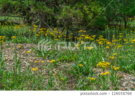 兵庫縣丹波市市島町靜靜綻放的黃花九輪草 126058766