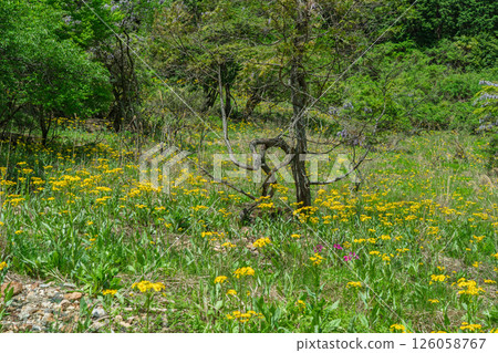兵庫縣丹波市市島町靜靜綻放的黃花九輪草 126058767