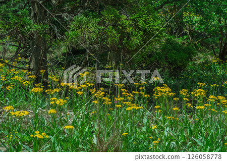 Cowslip flowers blooming quietly in Ichijimacho, Tamba City, Hyogo Prefecture 126058778