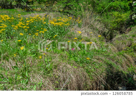 Cowslip flowers blooming quietly in Ichijimacho, Tamba City, Hyogo Prefecture Cowslip flowers blooming quietly in Ichijimacho, Tamba City, Hyogo Prefecture 126058785