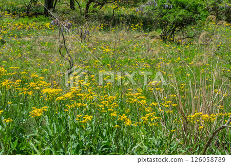 Cowslip flowers blooming quietly in Ichijimacho, Tamba City, Hyogo Prefecture Cowslip flowers blooming quietly in Ichijimacho, Tamba City, Hyogo Prefecture 126058789