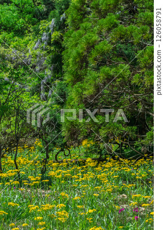 Cowslip flowers blooming quietly in Ichijimacho, Tamba City, Hyogo Prefecture 126058791