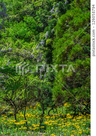 Cowslip flowers blooming quietly in Ichijimacho, Tamba City, Hyogo Prefecture 126058794