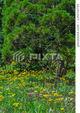 Cowslip flowers blooming quietly in Ichijimacho, Tamba City, Hyogo Prefecture Cowslip flowers blooming quietly in Ichijimacho, Tamba City, Hyogo Prefecture 126058795