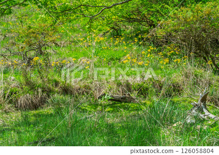 Cowslip flowers blooming quietly in Ichijimacho, Tamba City, Hyogo Prefecture 126058804