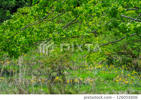 Cowslip flowers blooming quietly in Ichijimacho, Tamba City, Hyogo Prefecture Cowslip flowers blooming quietly in Ichijimacho, Tamba City, Hyogo Prefecture 126058806