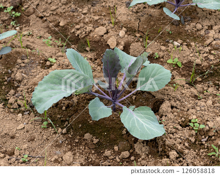 紫甘藍的栽培 126058818