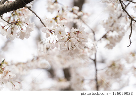 春暖花開，藍天櫻花盛開④ 126059028