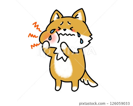 Shiba Inu with a toothache Shiba Inu with a toothache 126059033