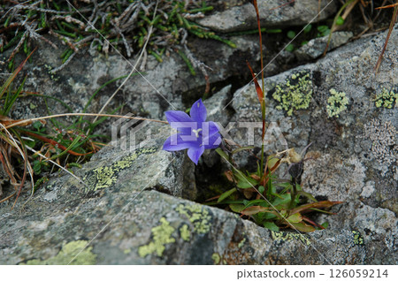 山風鈴草、阿拉斯加風鈴草 / 岩城峽花@上高地 126059214