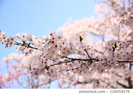 盛開的櫻花映襯著藍天 126059270