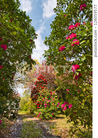 A botanical garden with blooming rhododendrons A botanical garden with blooming rhododendrons 126059577