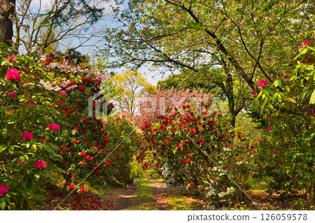 A botanical garden with blooming rhododendrons A botanical garden with blooming rhododendrons 126059578