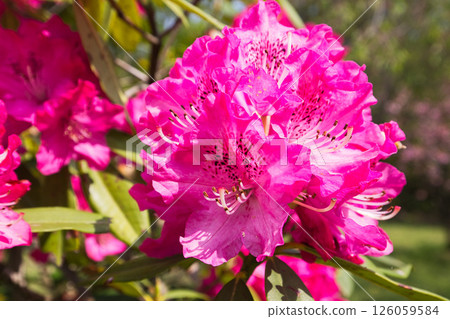 杜鵑花盛開的植物園 杜鵑花盛開的植物園 126059584