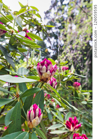 A botanical garden with blooming rhododendrons 126059595