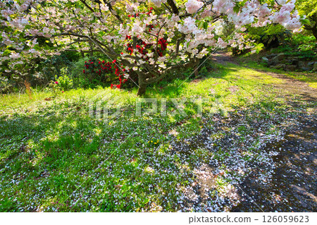 A botanical garden with blooming rhododendrons 126059623